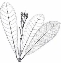 Himatanthus sucuuba Plumeria sucuuba Himatanthus sucuuba Plumeria sucuuba